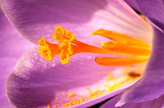Crocus 3